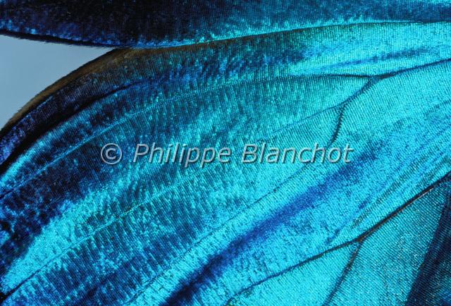 aile morpho menelaus.JPG - Gros plan, aile de Morpho menelausMorpho bleuBlue Morpho wingLepidoptera, MorphidaeBrésil